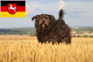 Read more about the article Criadores de Caniches Ovinos e cachorros na Baixa Saxónia