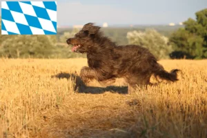 Read more about the article Criadores de caniches ovinos e cachorros na Baviera