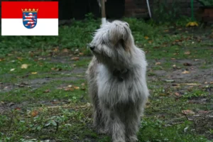 Read more about the article Criadores de caniches ovinos e cachorros em Hessen
