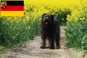 Read more about the article Criadores de Caniches ovinos e cachorros em Renânia-Palatinado
