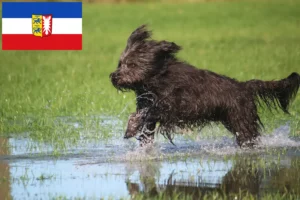 Read more about the article Criadores de caniches ovinos e cachorros em Schleswig-Holstein