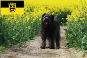 Read more about the article Criadores de caniches ovinos e cachorros em Baden-Württemberg