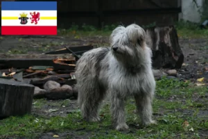 Read more about the article Criadores de caniches ovinos e cachorros em Mecklenburg-Vorpommern