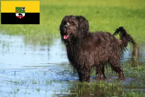 Read more about the article Criadores de caniches ovinos e cachorros em Saxónia-Anhalt