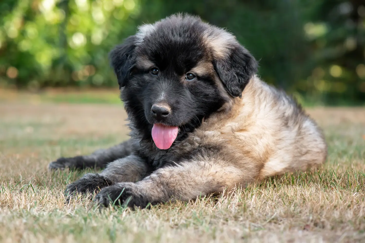 Comprar um cachorro Cão Da Serra Da Estrela significa assumir a responsabilidade! Comprar cachorros Cão Da Serra Da Estrela.