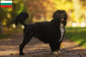 Read more about the article Cão de Agua português criadores e cachorros na Bulgária