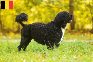 Read more about the article Cão de Agua português criadores e cachorros na Bélgica