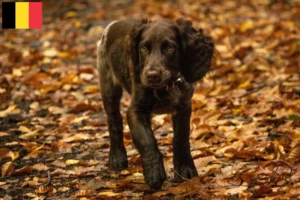 Read more about the article Criadores de cães de guarda alemães e cachorros na Bélgica