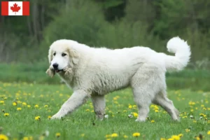 Read more about the article Cão de montanha dos Pirinéus Criadores e cachorros no Canadá