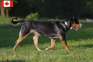 Read more about the article Cão de montanha suíço de raça e cachorros no Canadá