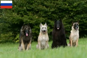 Read more about the article Criadores e cachorros de Pastor Belga na Rússia