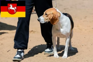 Read more about the article Criador de cães da planície suíça e cachorros na Baixa Saxónia