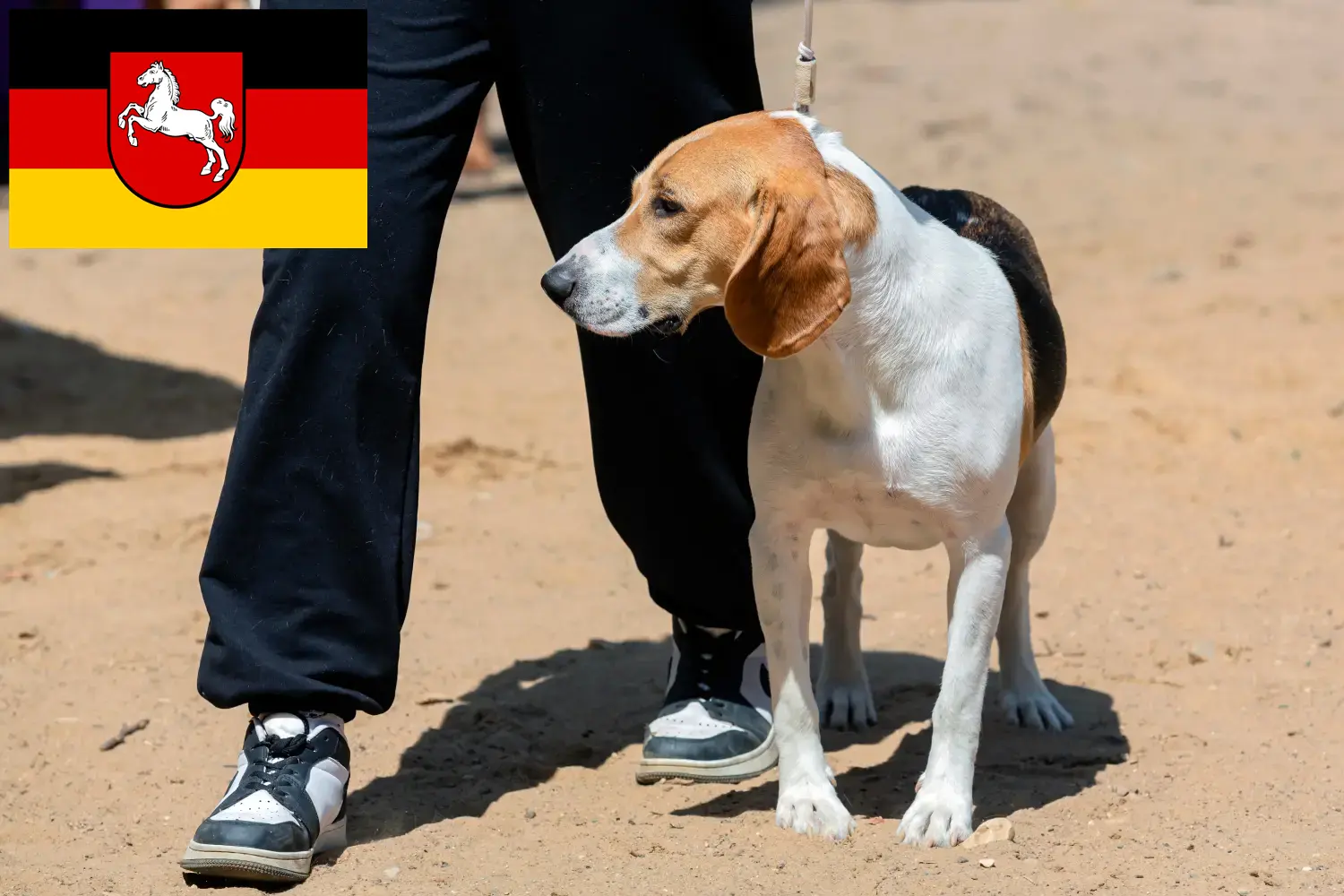 Cachorros e criadores de cães suíços Netherland Baixa Saxónia Aqui pode encontrar criadores de cães da raça Swiss Lowland na Baixa Saxónia.