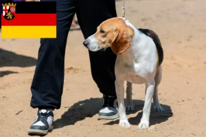 Read more about the article Criador de cães de downhill suíços e cachorros em Renânia-Palatinado