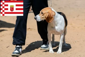 Read more about the article Criador de cães de raça suíça e cachorros em Bremen