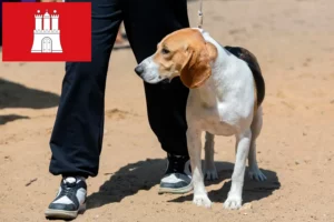 Read more about the article Criador de cães e cachorros da raça Swiss Lowland em Hamburgo