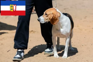 Read more about the article Criador de cães das planícies suíças e cachorros em Schleswig-Holstein