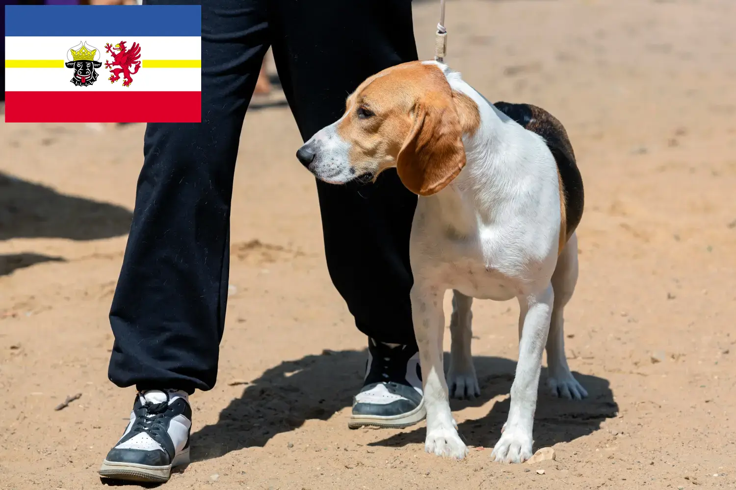 Cão suíço Netherland Cachorros e Criador Mecklenburg-Vorpommern Aqui pode encontrar criadores de cães de Downhill suíços em Mecklenburg-Vorpommern.
