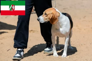 Read more about the article Criador de cães de downhill suíços e cachorros em Renânia do Norte-Vestefália