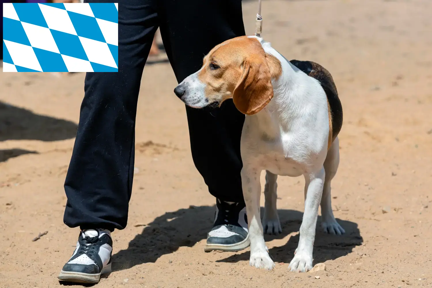 Cão suíço Netherland Cachorros e Criador Bavaria Aqui pode encontrar criadores de cães de Downhill suíços na Baviera.
