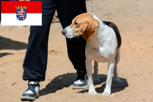 Read more about the article Criador de cães de Downhill suíço e cachorros em Hessen