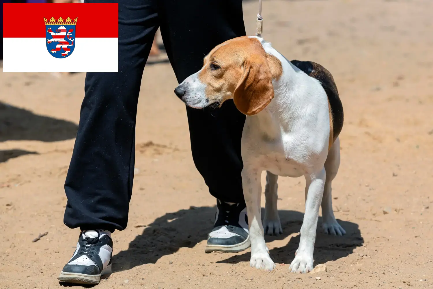 Cão suíço Netherland Cachorros e Criadores Hessen Aqui pode encontrar criadores de cães de Downhill suíços em Hessen.