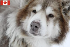 Read more about the article Criador de cães esquimós canadianos e cachorros no Canadá