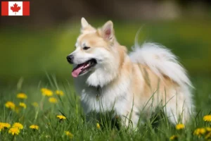 Read more about the article Criadores de cães islandeses e cachorros no Canadá