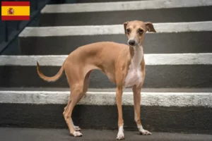 Read more about the article Criadores de sinos de vento italianos e cachorros em Espanha