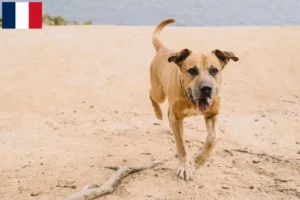 Read more about the article Cimarrón Uruguayo criadores e cachorros em França
