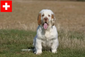Read more about the article Criadores de Clumber Spaniel e cachorros na Suíça