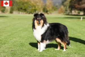 Read more about the article Criadores de Collie e cachorros no Canadá