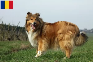 Read more about the article Criadores de Collie e cachorros na Roménia