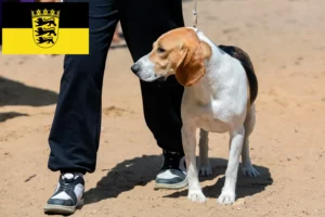 Read more about the article Criador de cães das planícies suíças e cachorros em Baden-Württemberg
