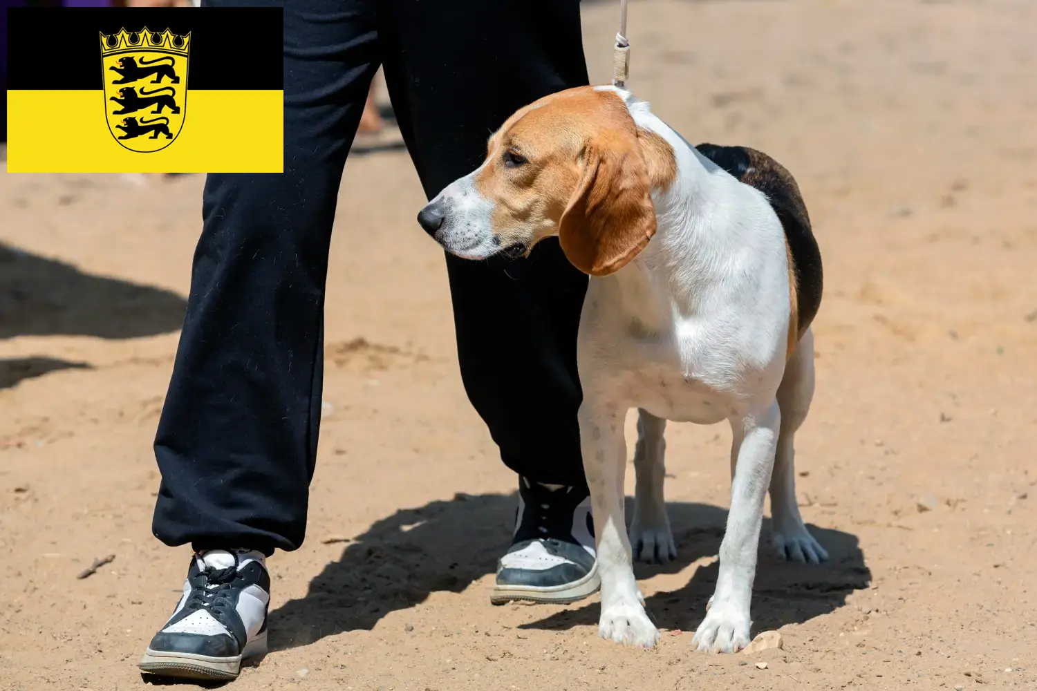 Cão suíço Netherland Cachorros e Criador Baden-Württemberg Aqui pode encontrar criadores de cães de Downhill suíços em Baden-Württemberg.