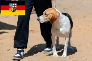 Read more about the article Criador de cães das Terras Baixas da Suíça e cachorros em Saarland