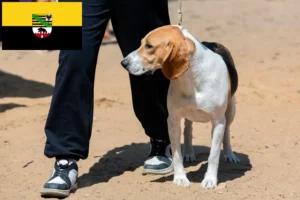 Read more about the article Criador de cães de planície suíça e cachorros em Saxónia-Anhalt