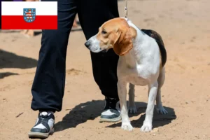 Read more about the article Criador de cães das planícies suíças e cachorros na Turíngia
