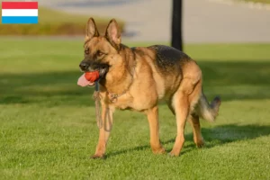 Read more about the article Criadores de cães de pastor e cachorros no Luxemburgo