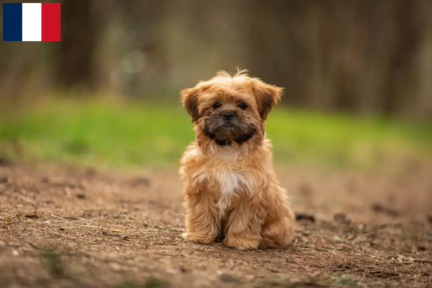 Read more about the article Criadores de Shorkie e cachorros em França