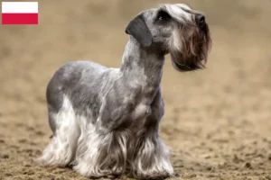 Read more about the article Criador de Terrier Checo e cachorros na Polónia