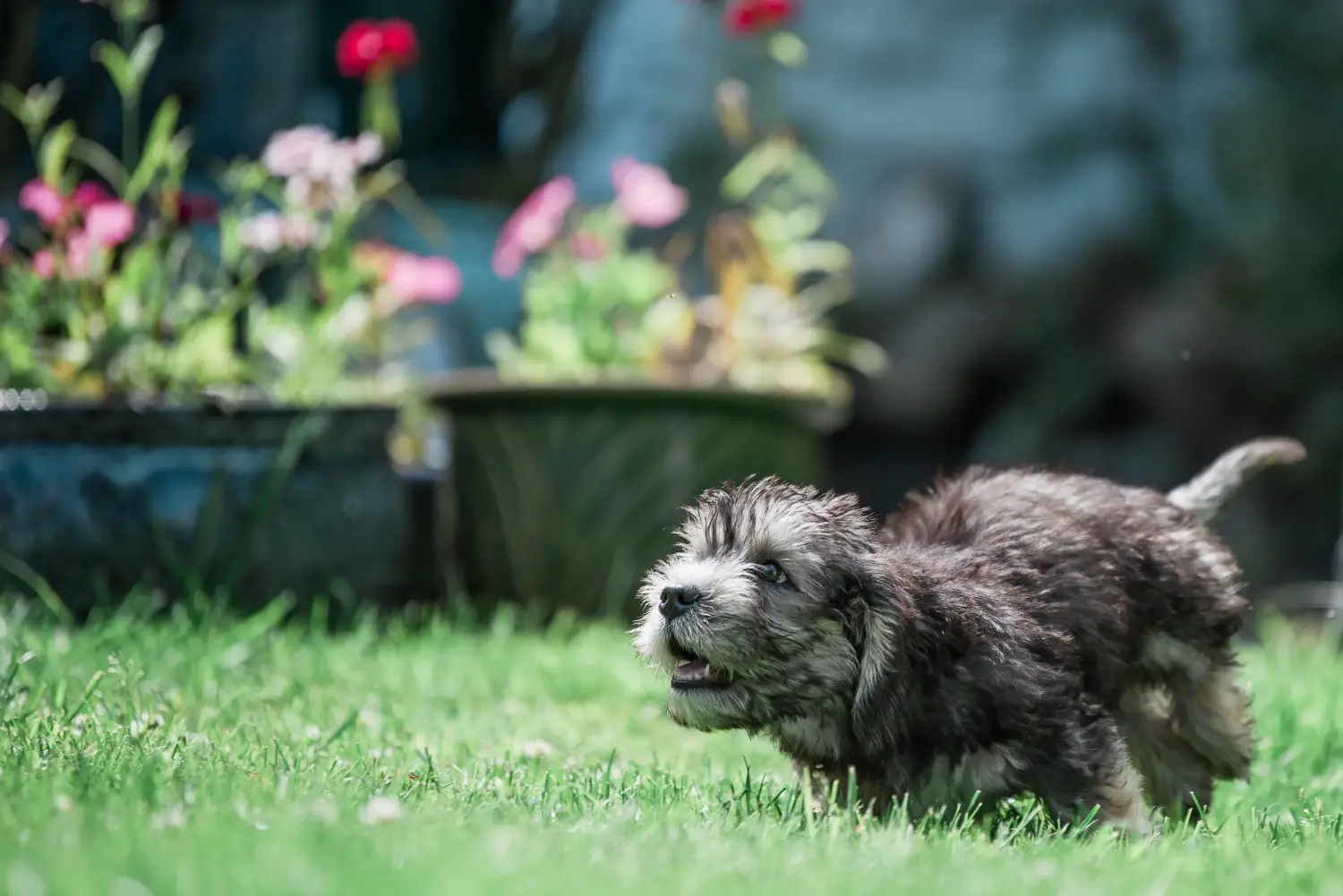 Comprar um cachorro Dandie Dinmont Terrier significa assumir responsabilidades! Comprar cachorros Dandie Dinmont Terrier.