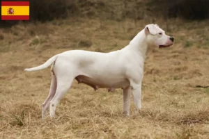Read more about the article Criadores de Dogo Argentino e cachorros em Espanha