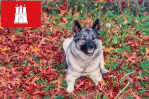 Read more about the article Criador de Elkhound Norueguês e cachorros em Hamburgo