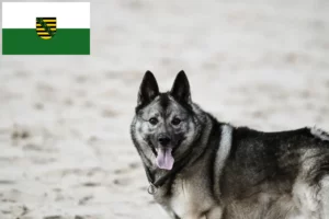 Read more about the article Criadores de Elkhound Norueguês e cachorros na Saxónia