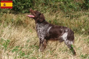 Read more about the article Epagneul Breton criadores e cachorros em Espanha