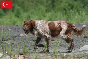 Read more about the article Epagneul Breton criadores e cachorros na Turquia