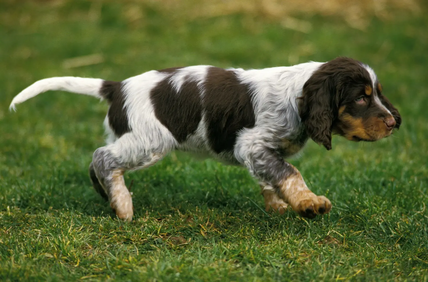 Comprar um cachorro Épagneul Picard significa assumir a responsabilidade! Comprar cachorros Épagneul Picard.