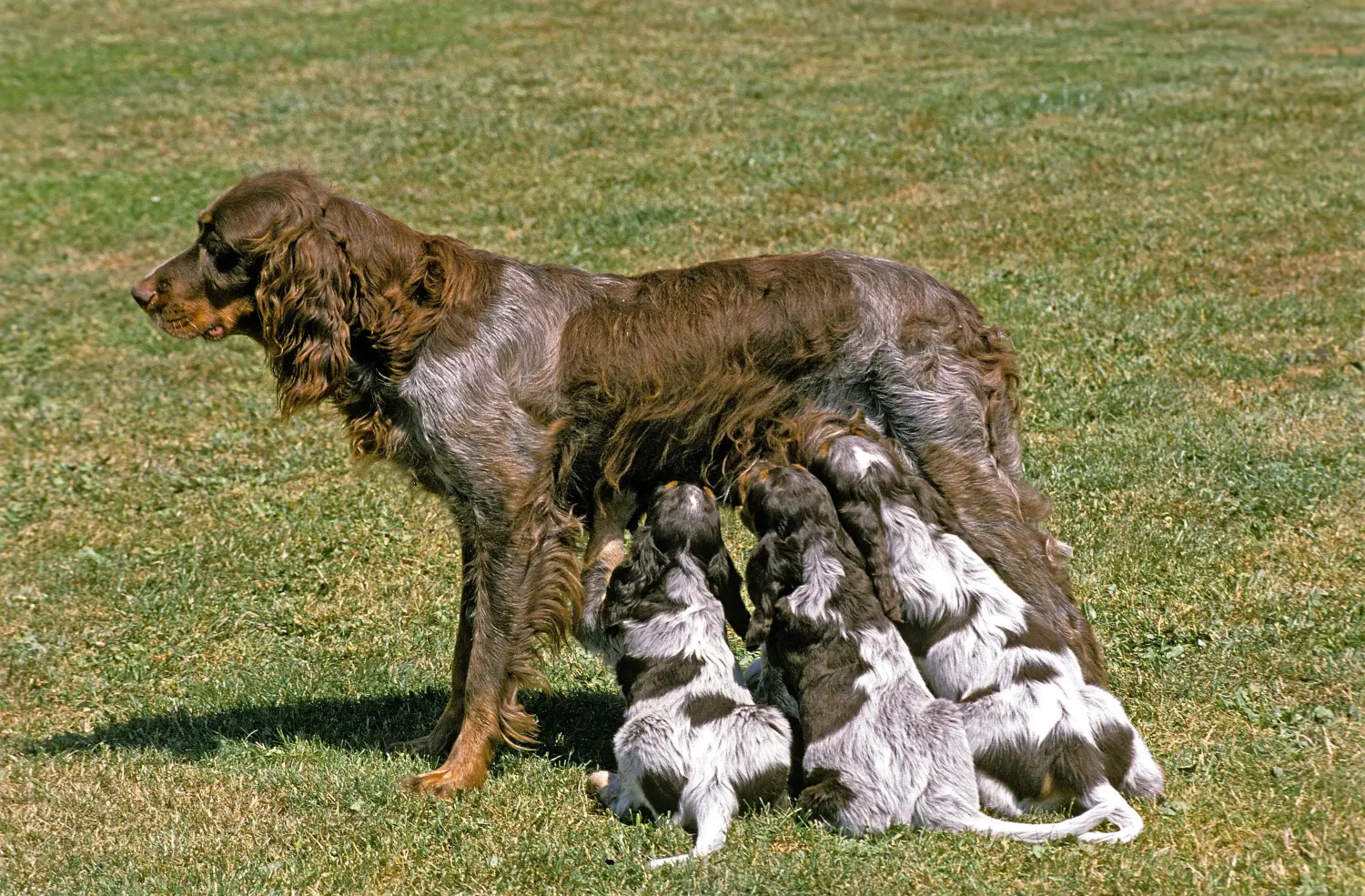 Comprar um cachorro Épagneul Picard significa assumir a responsabilidade! Comprar cachorros Épagneul Picard.