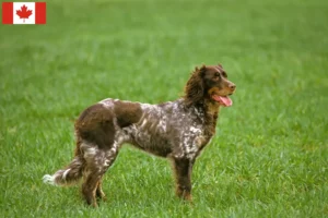 Read more about the article Criadores de Épagneul Picard e cachorros no Canadá